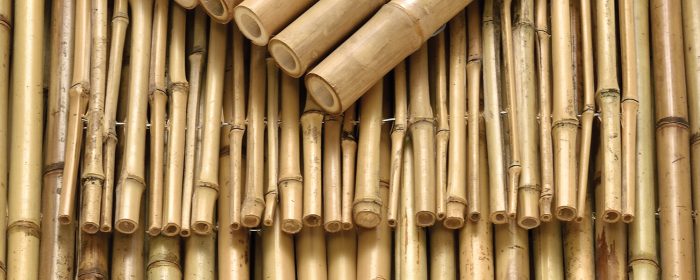 003-bamboo