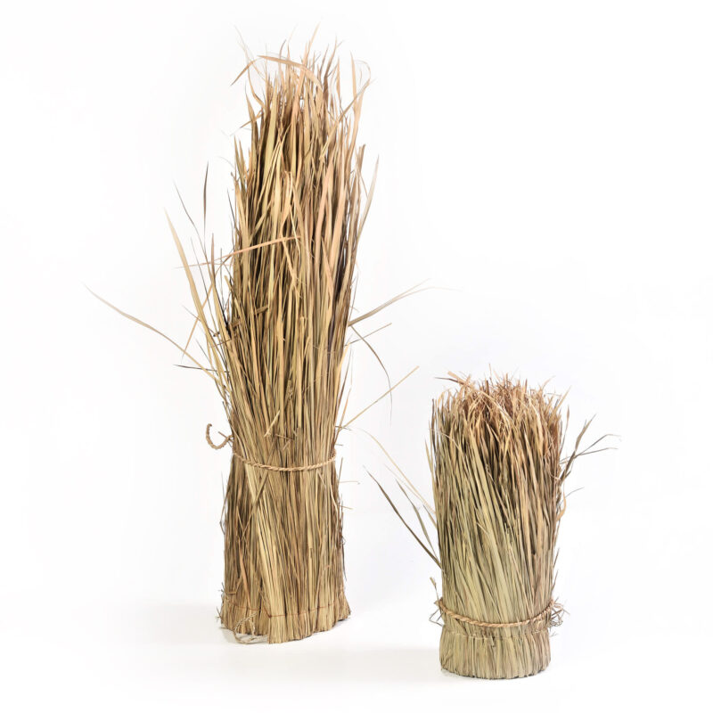 caneplex leaves alag 2