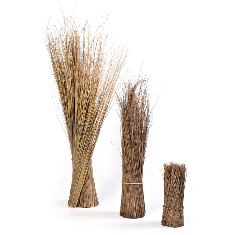 caneplex leaves lindi 1