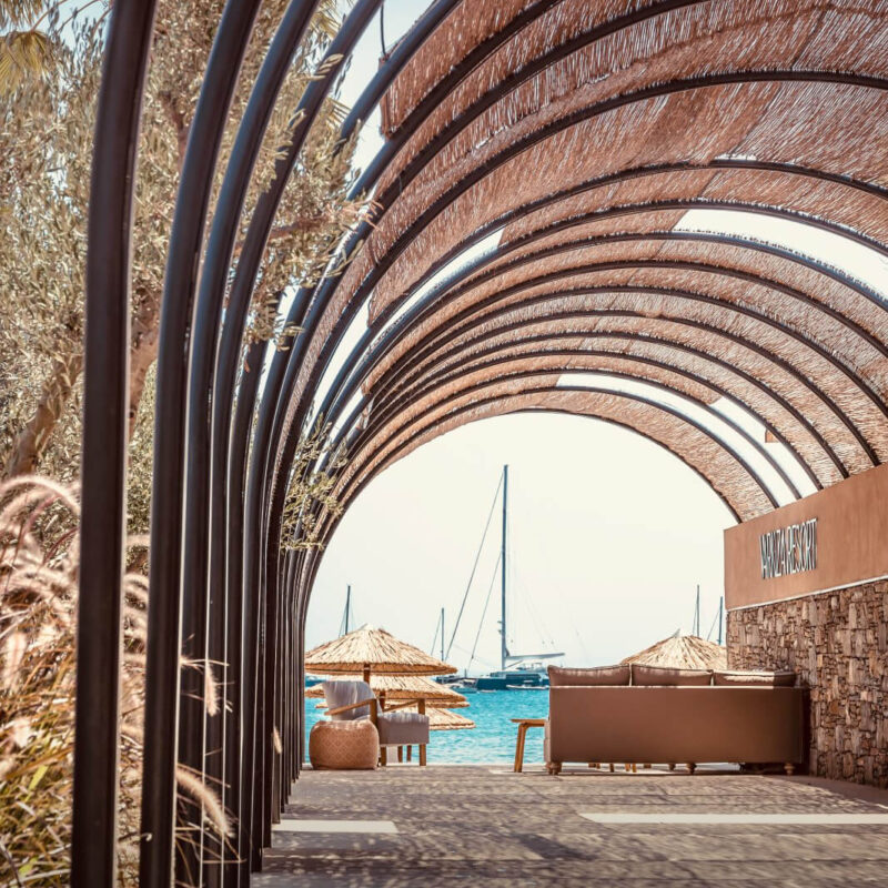 caneplexus applications cane nigra tai 6 12mm