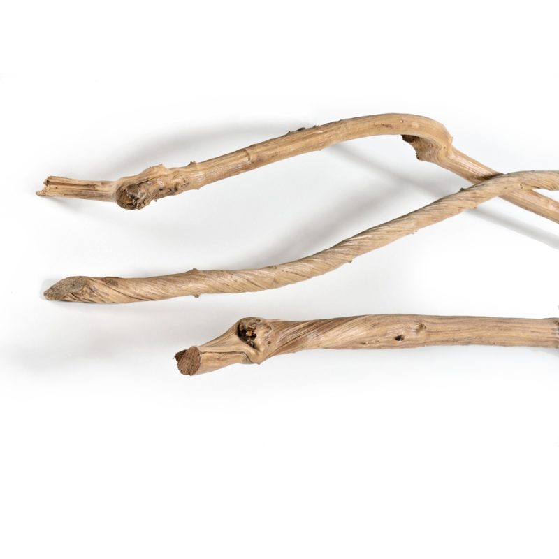 caneplexus_poles_dragon