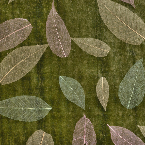 caneplexus wallpapers W161